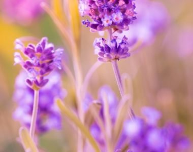 Lavender flowers - Natural Home Remedy Will Change Your Migraine Relief - Webstory - HealThyRam