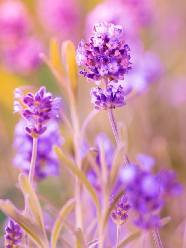 Suffering from Migraines? This Home Remedy Will Change Your Life!