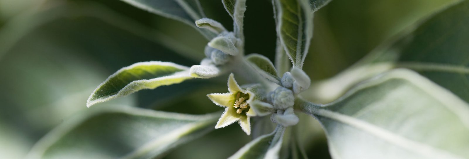 Ashwagandha benefits - Unearthing-the-Power-of-Ashwagandha HealThyRam