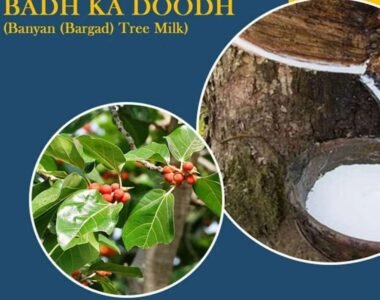 BANYAN Tree Milk Review