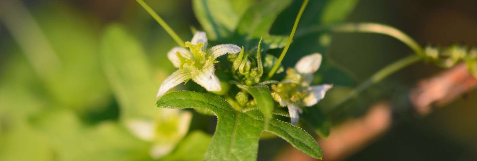 Homeopathy medicine for cough - Bryonia - Blog - HealThyRam