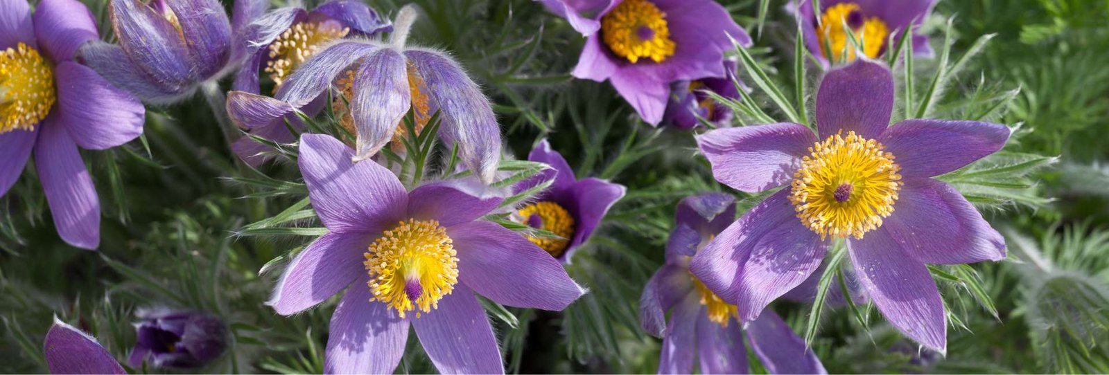 Homeopathy medicine for cough - Pulsatilla - Blog - HealThyRam