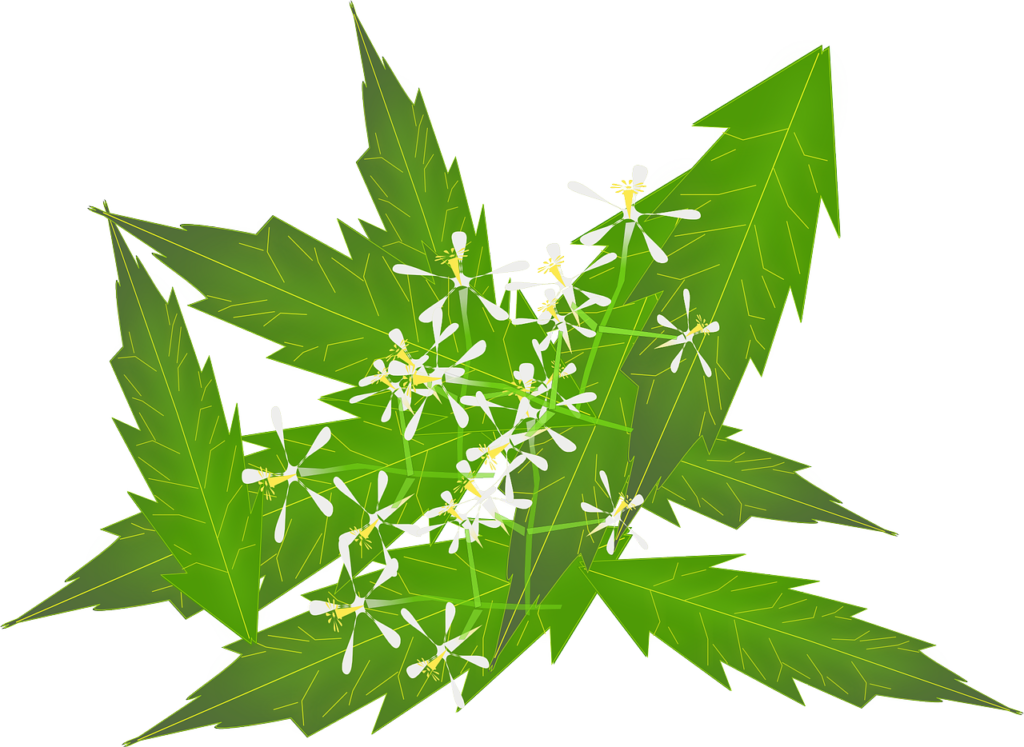 The Ultimate Guide To Ayurvedic Cleansing Techniques