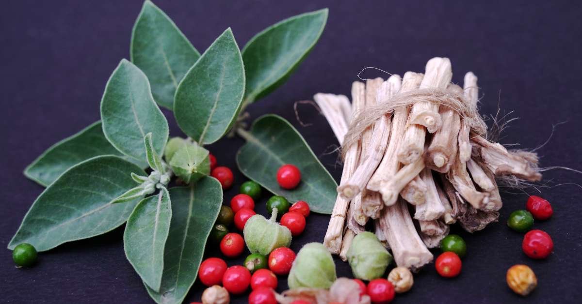 Discover the Top 8 Health Benefits of Ashwagandha - HealThyRam