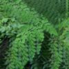 Minnal Traders Semi Dry Moringa Leaves - Organically Grown, Drumstick Semi Dry Leaves, Murungai leaf 25 gms