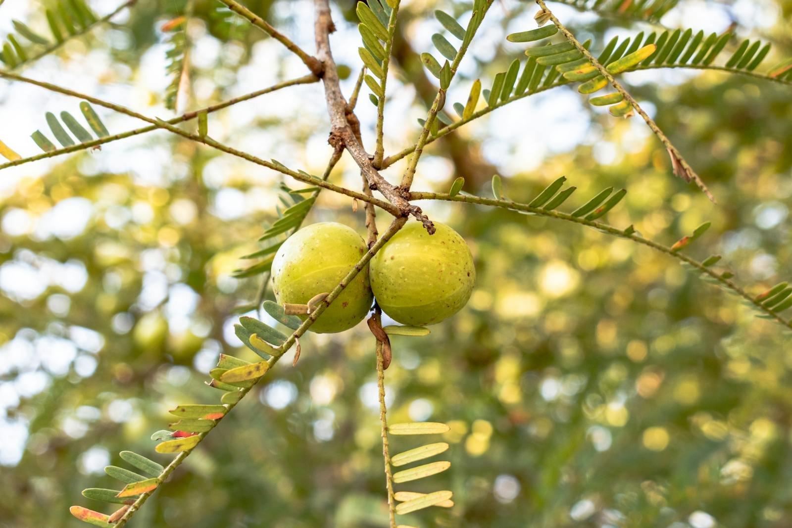 The Superfood Amla: Unveiling the Benefits and Uses of Indian Gooseberry