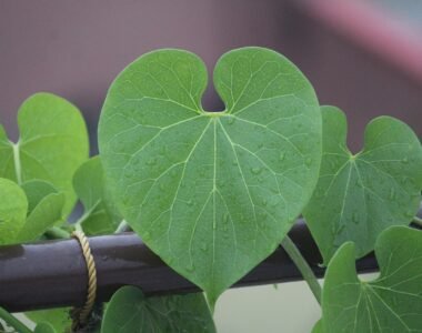 Giloy: The Ayurvedic Powerhouse for Immunity and Wellnes