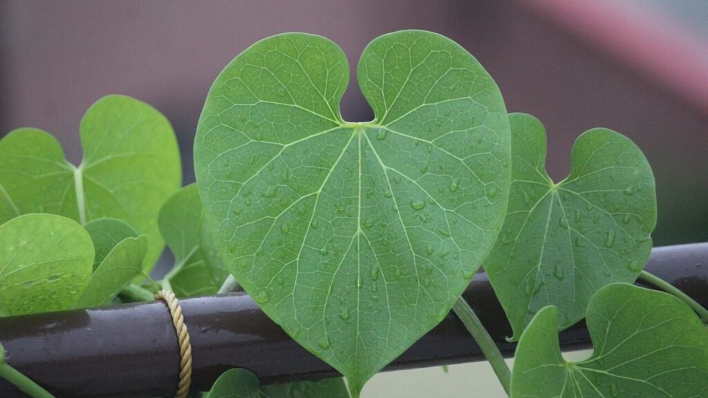 Giloy: The Ayurvedic Powerhouse for Immunity and Wellnes
