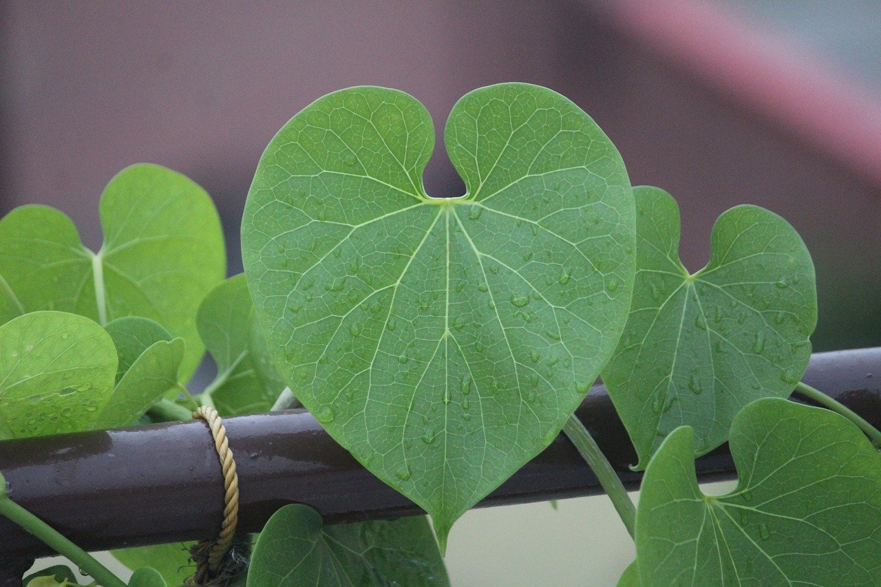 Giloy: The Ayurvedic Powerhouse for Immunity and Wellnes