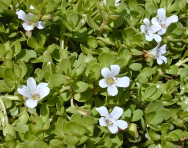 Brahmi: The Herb of Enlightenment and Its Incredible Benefits