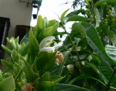 Vasaka: The Ayurvedic Herb for Respiratory Health and Wellness
