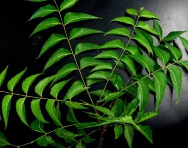 Neem: Nature’s Ultimate Healing Herb for Skin, Hair, and Health