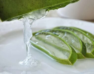 Aloe Vera The Plant of Immortality and Its Incredible Benefits