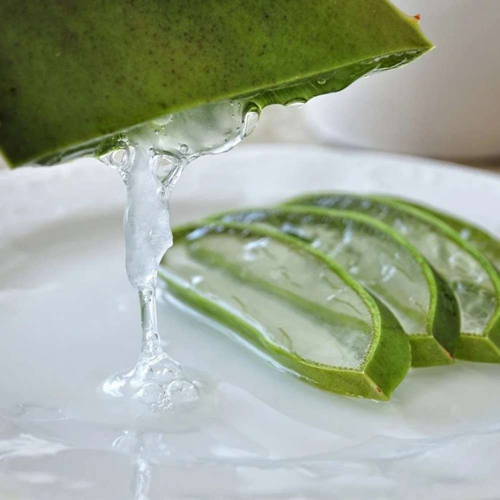 Aloe Vera The Plant of Immortality and Its Incredible Benefits