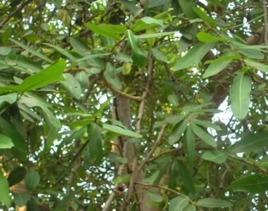 Arjuna The Ayurvedic Herb for a Healthy Heart and Beyond