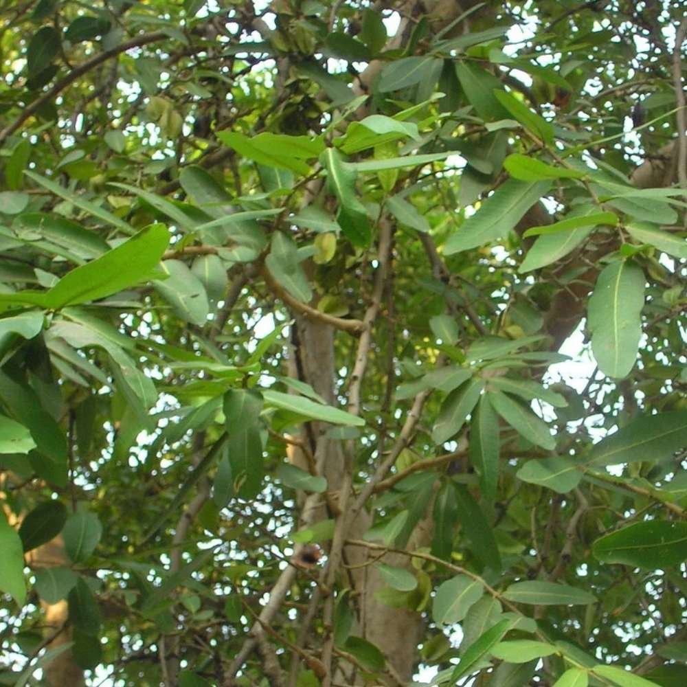 Arjuna The Ayurvedic Herb for a Healthy Heart and Beyond