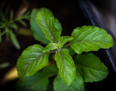 The Sacred Herb: Exploring the Benefits and Uses of Tulsi (Holy Basil)