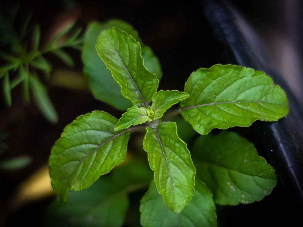 The Sacred Herb: Exploring the Benefits and Uses of Tulsi (Holy Basil)