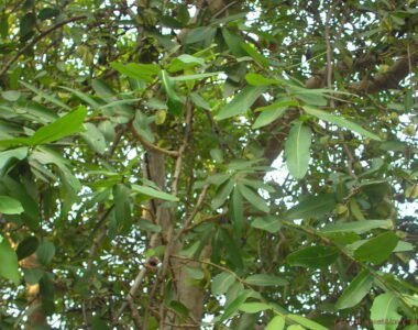 Arjuna: The Ayurvedic Herb for a Healthy Heart and Beyond