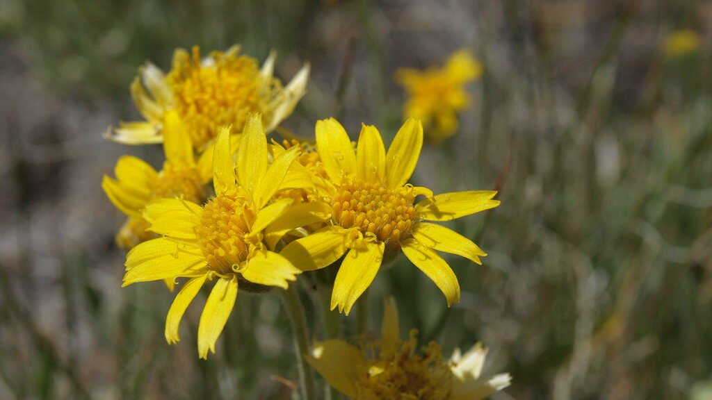 Arnica Montana: The Natural Remedy for Pain, Bruising, and Skin Health