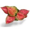 Garden Art Aglaonema Natural
