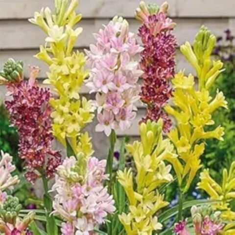 Gim Jack Galaxy Live Madhu Kamini Flower Highly Fragrant Flower Plant & Tree | Murraya Paniculata Flower Plant With Pot