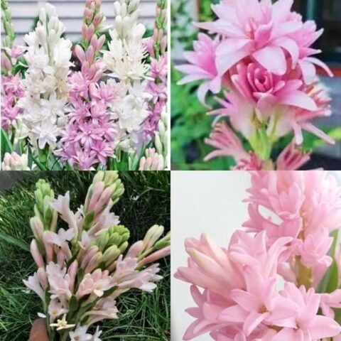 Tuberose plant different colour fragrance tuberose/rajnigandha double petal all season hybrid Pack of 5