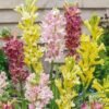 Tuberose plant different colour fragrance tuberose/rajnigandha double petal all season hybrid Pack of 5