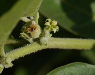 Ashwagandha