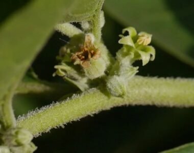 Ashwagandha Fight Stress Boost Immunity Recharge Energy Nature’s Answer to Modern Life