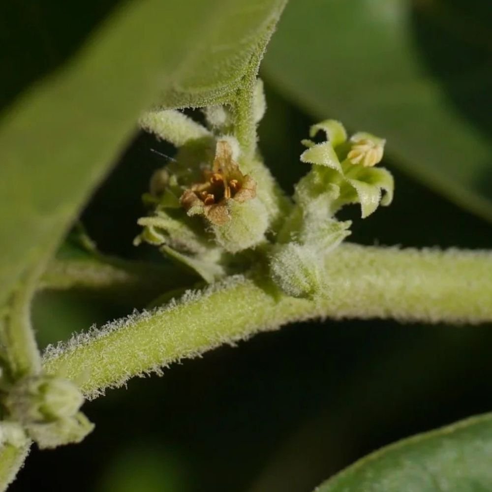 Ashwagandha Fight Stress Boost Immunity Recharge Energy Nature’s Answer to Modern Life
