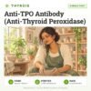 Anti-TPO Antibody (Anti-Thyroid Peroxidase): single test, thyroid test with home sample collection. Illustration: a woman shaping a clay bowl at a pottery class.